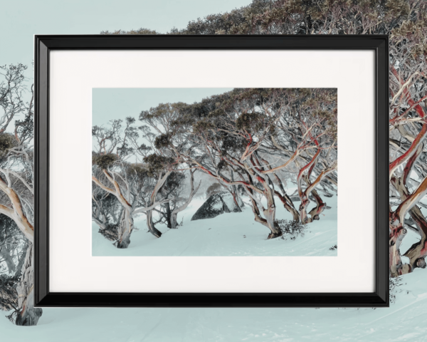 These are the prettiest snowgums on the mountains, with dusty pinks, pale blushes of the sweetest reds and natures best beiges. 