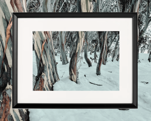 Roller Coaster Snow Gums