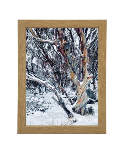 winter solstice II perisher valley snowy mountains